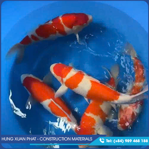 Koi fish