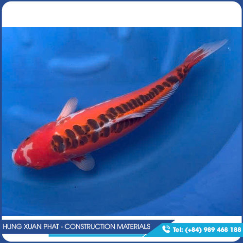 Koi fish