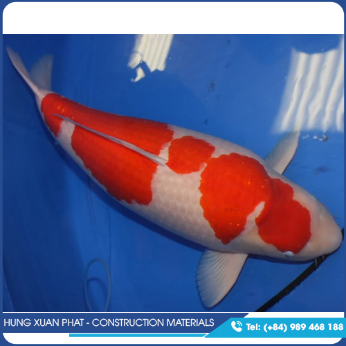 Koi fish